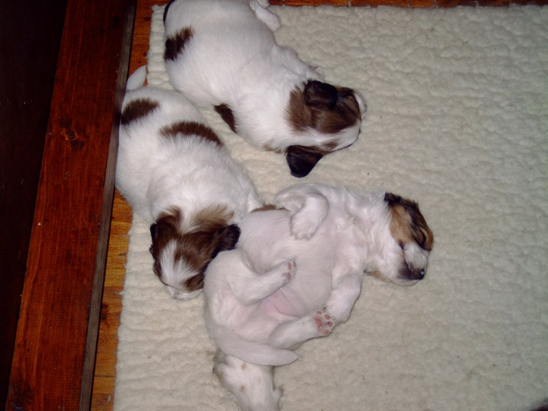 Puppies